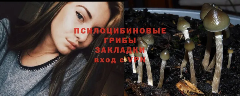 где продают   Аргун  Галлюциногенные грибы Magic Shrooms 